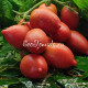 Dwarf Ann`s Dusky Rose Plum (Дварф Темная-розовая слива Энн), США
